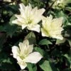 Clematis 'Star' (PBR) -Garden Supplies Sales 2024 pl2000033504