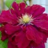 Clematis Charmaine ('Evipo022') (PBR) -Garden Supplies Sales 2024 pl2000033505