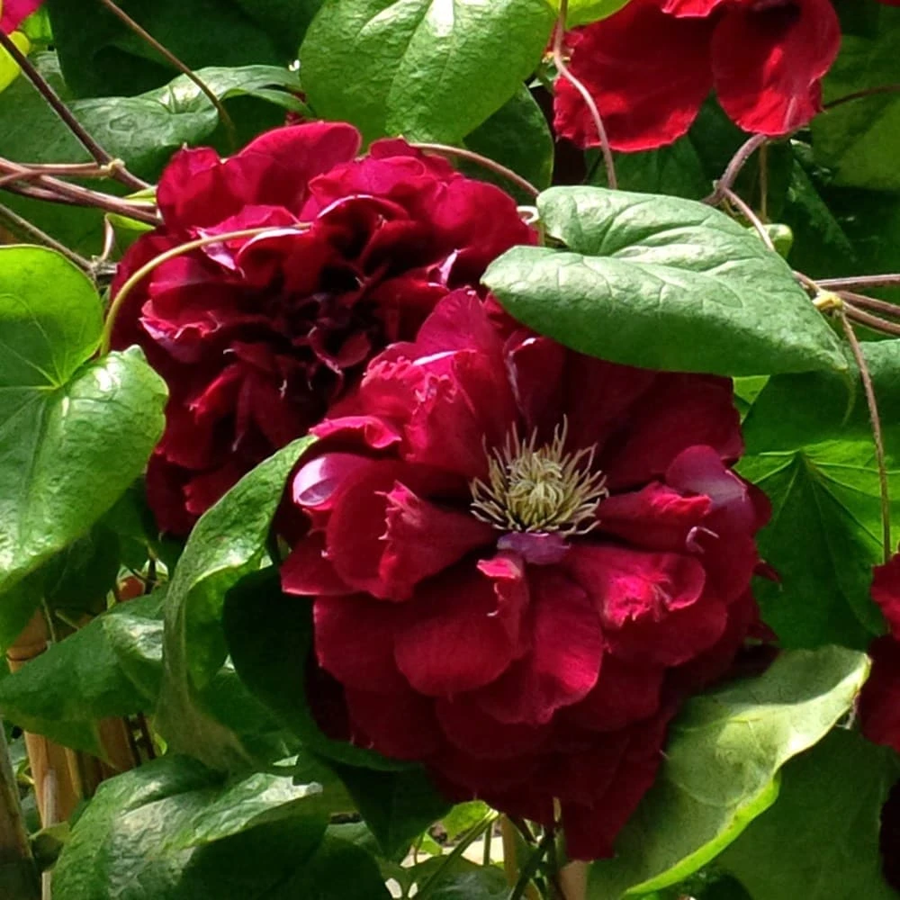 Clematis Charmaine ('Evipo022') (PBR) 4 Clematis Charmaine ('Evipo022') (PBR) - Image 2