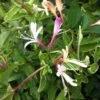 Lonicera Japonica 'Dart's World' -Garden Supplies Sales 2024 pl2000033507