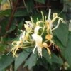 Lonicera Similis Var. Delavayi 2 Lonicera Similis Var. Delavayi -Garden Supplies Sales 2024 pl2000033508