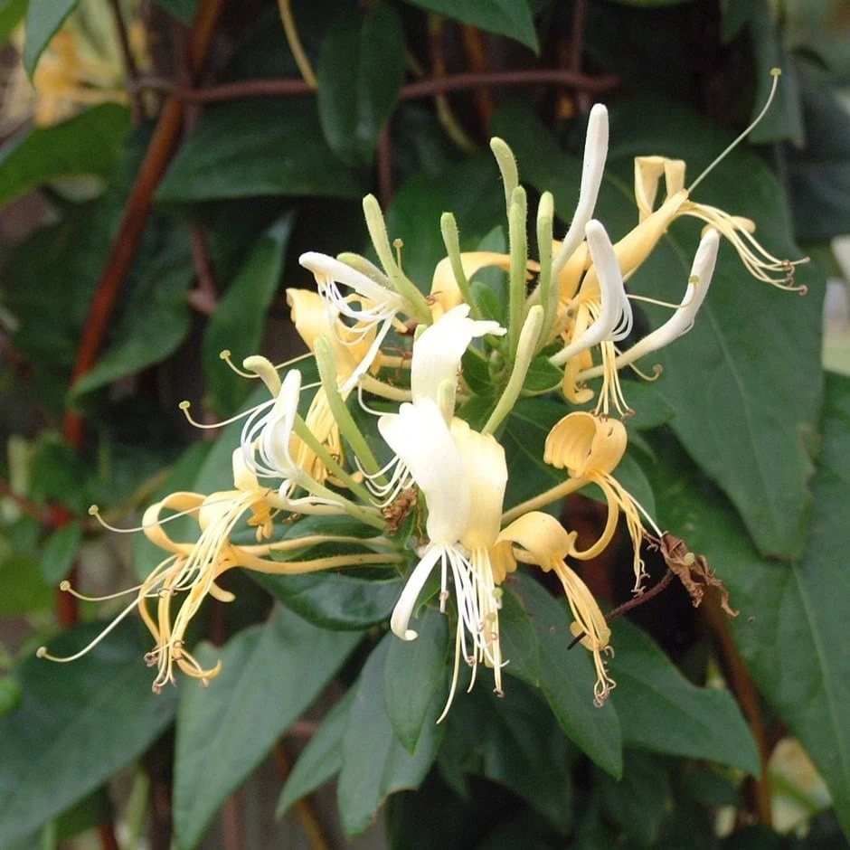 Lonicera Similis Var. Delavayi 3 Lonicera Similis Var. Delavayi