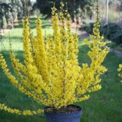 Forsythia × Intermedia Mikador ('Minfor6') (PBR) -Garden Supplies Sales 2024 pl2000033512 card3 lg