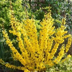 Forsythia × Intermedia Mikador ('Minfor6') (PBR) -Garden Supplies Sales 2024 pl2000033512 card4 lg