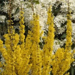 Forsythia × Intermedia Mikador ('Minfor6') (PBR) -Garden Supplies Sales 2024 pl2000033512 card5 lg