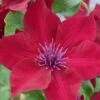 Clematis Nubia ('Evipo079') (PBR) -Garden Supplies Sales 2024 pl2000033513