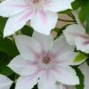 Clematis Corinne ('Evipo063') (PBR) (Boulevard Series) -Garden Supplies Sales 2024 pl2000033535