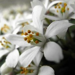 Choisya × Dewitteana White Dazzler ('Londaz') (PBR) 6 Choisya × Dewitteana White Dazzler ('Londaz') (PBR) -Garden Supplies Sales 2024 pl2000033539 card2 lg