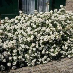 Choisya × Dewitteana White Dazzler ('Londaz') (PBR) 7 Choisya × Dewitteana White Dazzler ('Londaz') (PBR) -Garden Supplies Sales 2024 pl2000033539 card3 lg