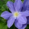 Clematis Diana's Delight ('Evipo026') (PBR) (Boulevard Series) -Garden Supplies Sales 2024 pl2000033540