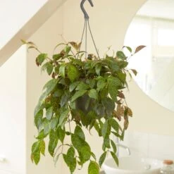 Aeschynanthus Longicaulis -Garden Supplies Sales 2024 pl2000033576 card3 lg