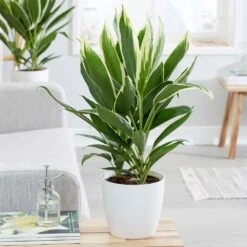 Cordyline Fruticosa 'Conga' -Garden Supplies Sales 2024 pl2000033582 card3 lg