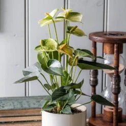 Anthurium Vanilla Champion 7 Anthurium Vanilla Champion -Garden Supplies Sales 2024 pl2000033604 card3 lg