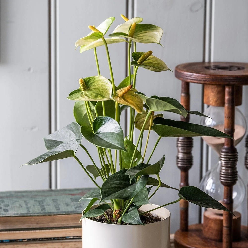 Anthurium Vanilla Champion 5 Anthurium Vanilla Champion - Image 3