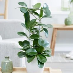 Hoya Australis -Garden Supplies Sales 2024 pl2000033605 card4 lg