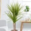 Dracaena Marginata 'Sunray' (PBR) 2 Dracaena Marginata 'Sunray' (PBR) -Garden Supplies Sales 2024 pl2000033607
