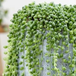 Curio Rowleyanus 10 Curio Rowleyanus -Garden Supplies Sales 2024 pl2000033731 card4 lg