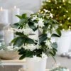 Stephanotis Floribunda -Garden Supplies Sales 2024 pl2000034245