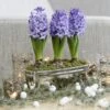 Scented Blue Hyacinths In A Round Silver Ceramic Bowl 1 Scented Blue Hyacinths In A Round Silver Ceramic Bowl -Garden Supplies Sales 2024 pl2000034247