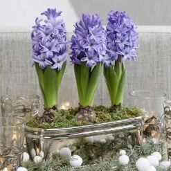 Scented Blue Hyacinths In A Round Silver Ceramic Bowl -Garden Supplies Sales 2024 pl2000034247 card3 lg