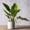 Philodendron 'Imperial Green' -Garden Supplies Sales 2024 pl2000034365