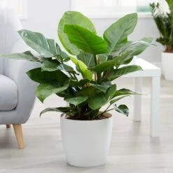 Philodendron 'Imperial Green' -Garden Supplies Sales 2024 pl2000034365 card2 lg