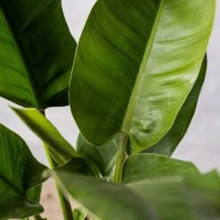 Philodendron 'Imperial Green' -Garden Supplies Sales 2024 pl2000034365 card3 lg