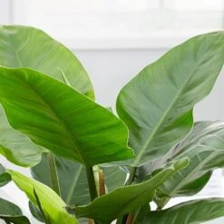 Philodendron 'Imperial Green' -Garden Supplies Sales 2024 pl2000034365 card4 lg