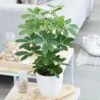 Schefflera Arboricola 'Nora' -Garden Supplies Sales 2024 pl2000034367