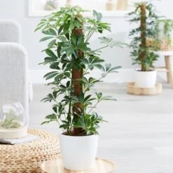 Gazebo Parts Direct Sales Store -Garden Supplies Sales 2024 pl2000034367 card2 lg