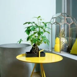 Schefflera Arboricola 'Nora' -Garden Supplies Sales 2024 pl2000034367 card3 lg