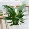 Spathiphyllum Bingo Cupido ('Spapril') (PBR) -Garden Supplies Sales 2024 pl2000034375