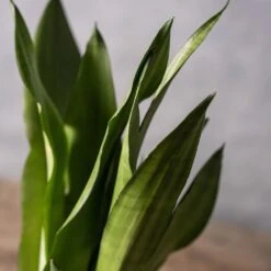 Sansevieria Trifasciata 'Moonshine' -Garden Supplies Sales 2024 pl2000034376 card3 lg