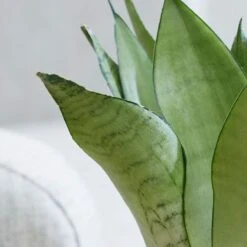 Sansevieria Trifasciata 'Moonshine' -Garden Supplies Sales 2024 pl2000034376 card4 lg