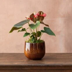 Anthurium Coral Champion ('Anthdotfan') (PBR)