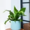 Asplenium Nidus 'Campio' (PBR) 1 Asplenium Nidus 'Campio' (PBR) -Garden Supplies Sales 2024 pl2000034388
