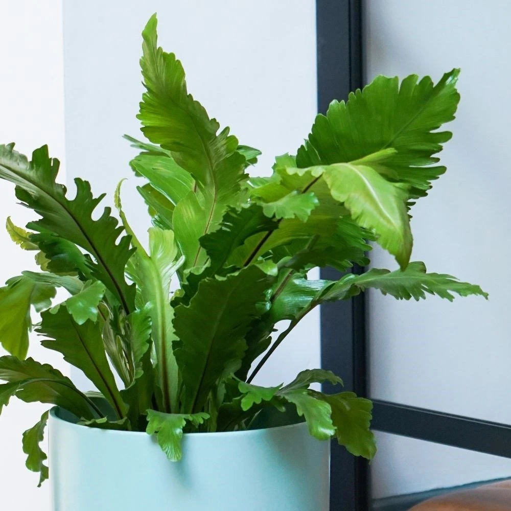 Asplenium Nidus 'Campio' (PBR) 4 Asplenium Nidus 'Campio' (PBR) - Image 2