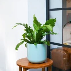 Asplenium Nidus 'Campio' (PBR) 7 Asplenium Nidus 'Campio' (PBR) -Garden Supplies Sales 2024 pl2000034388 card3 lg