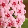 Hoya Carnosa 'Krimson Queen' -Garden Supplies Sales 2024 pl2000034389