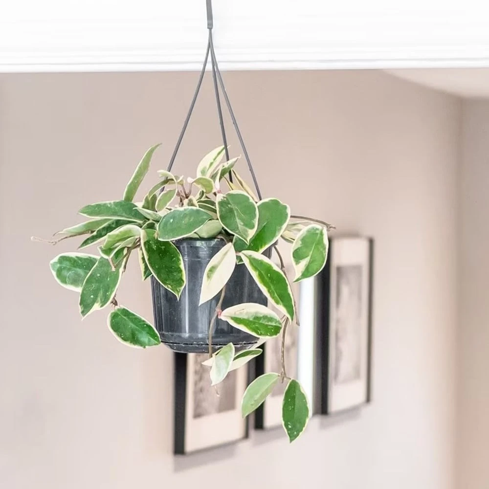 Hoya Carnosa 'Krimson Queen' 5 Hoya Carnosa 'Krimson Queen' - Image 3