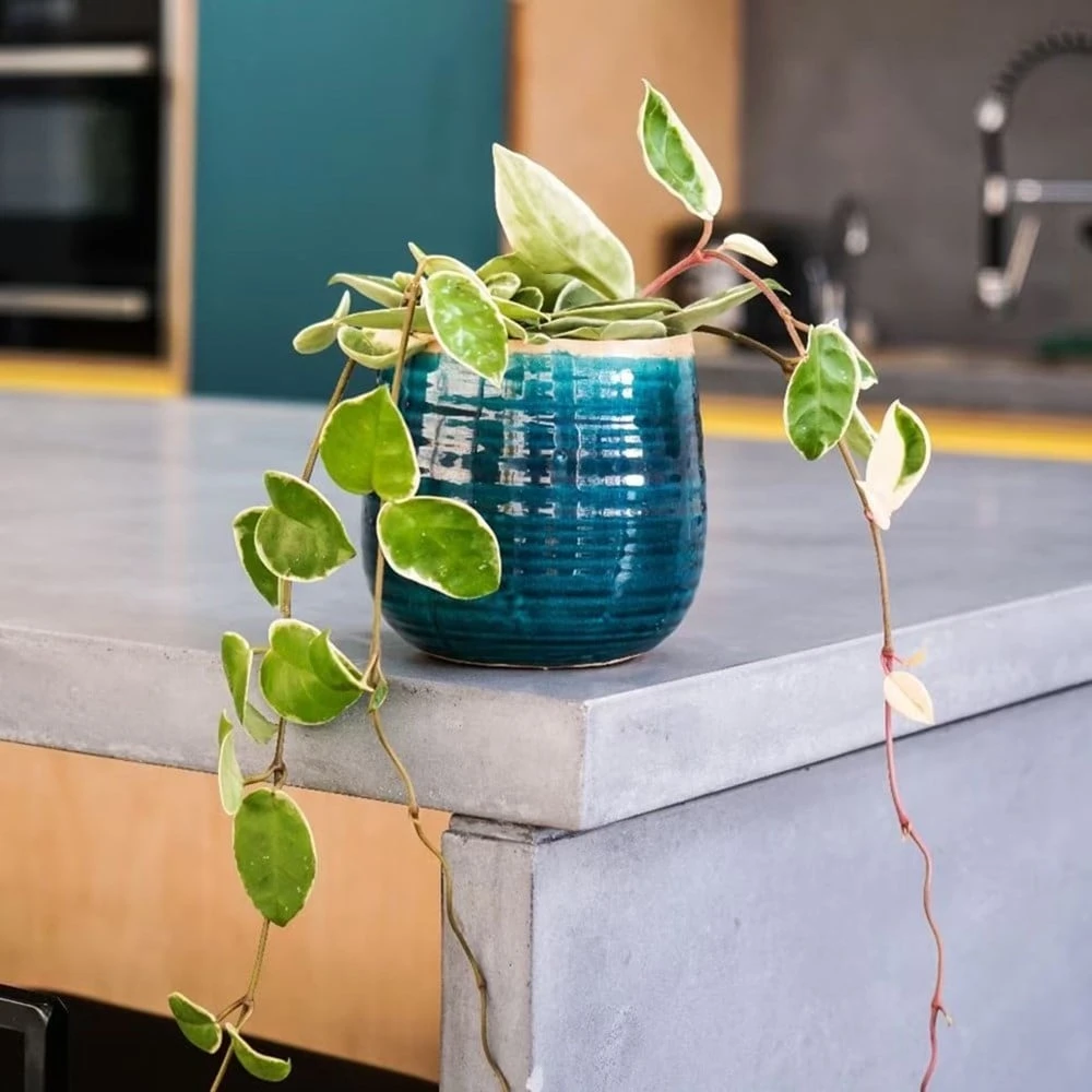 Hoya Carnosa 'Krimson Queen' 6 Hoya Carnosa 'Krimson Queen' - Image 4