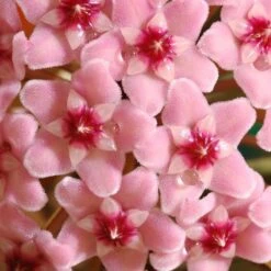 Hoya Carnosa 'Krimson Queen' 11 Hoya Carnosa 'Krimson Queen' -Garden Supplies Sales 2024 pl2000034389 card5 lg