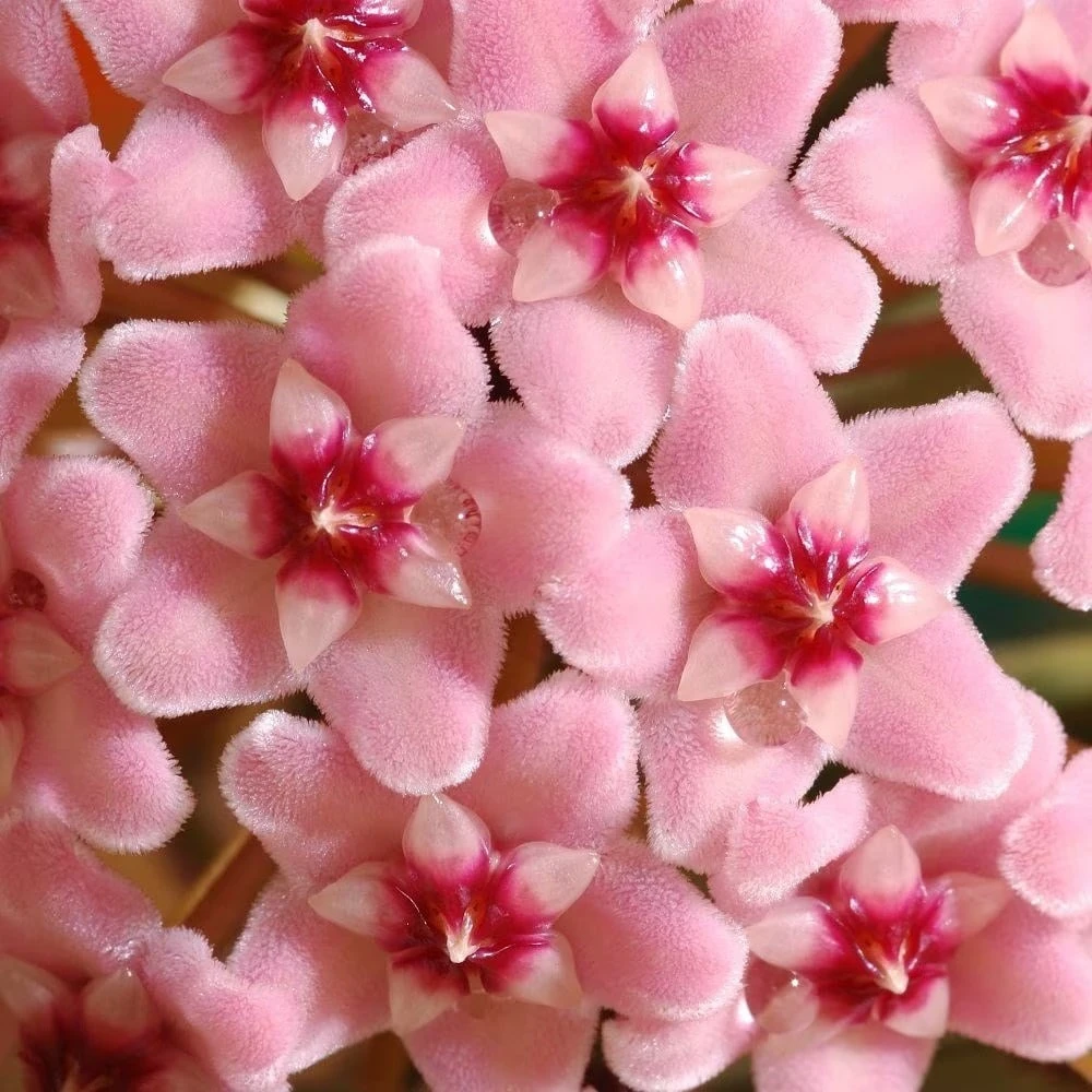 Hoya Carnosa 'Krimson Queen' 7 Hoya Carnosa 'Krimson Queen' - Image 5