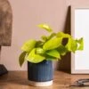 Epipremnum Pinnatum 'Golden Pothos' -Garden Supplies Sales 2024 pl2000034398