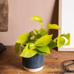 Epipremnum Pinnatum 'Golden Pothos' -Garden Supplies Sales 2024 pl2000034398 card3 lg
