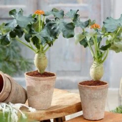 Jatropha Podagrica -Garden Supplies Sales 2024 pl2000034415 card3 lg