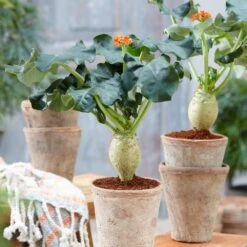 Jatropha Podagrica -Garden Supplies Sales 2024 pl2000034415 card4 lg