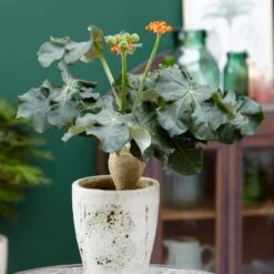 Jatropha Podagrica -Garden Supplies Sales 2024 pl2000034415 card5 lg