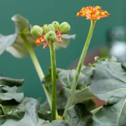 Jatropha Podagrica -Garden Supplies Sales 2024 pl2000034415 card6 lg