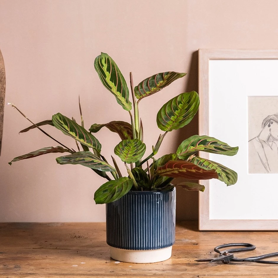 Maranta Leuconeura Var. Leuconeura 'Fascinator' 3 Maranta Leuconeura Var. Leuconeura 'Fascinator'